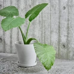 Hay Blumentopf Und Untersetzer, L, Grau -Lassen Sie Ihre Gartenmöbel fließen. 17NewHay HV