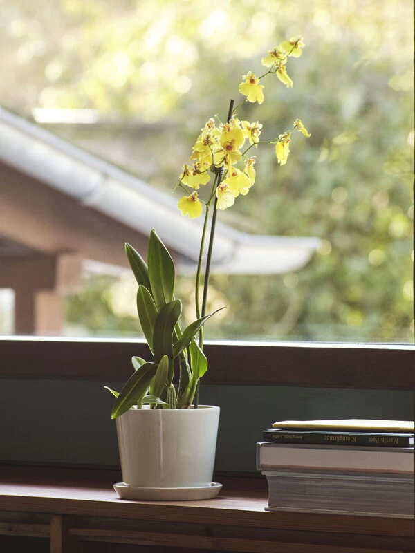 Hay Botanical Family Blumentopf Mit Untersetzer, M, Cremeweiß 5 Hay Botanical Family Blumentopf Mit Untersetzer, M, Cremeweiß – Bild 3