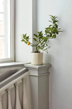 Hay Botanical Family Blumentopf Mit Untersetzer, XL, Cremeweiß 9 Hay Botanical Family Blumentopf Mit Untersetzer, XL, Cremeweiß -Lassen Sie Ihre Gartenmöbel fließen. Botanical Family off white 1