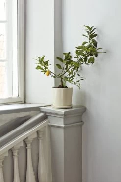 Hay Botanical Family Blumentopf Mit Untersetzer, L, Cremeweiß -Lassen Sie Ihre Gartenmöbel fließen. Botanical Family off white