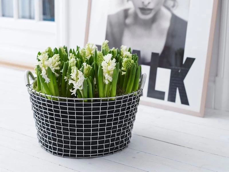 Korbo Planting Bag 35, 3 Stück 6 Korbo Planting Bag 35, 3 Stück – Bild 4