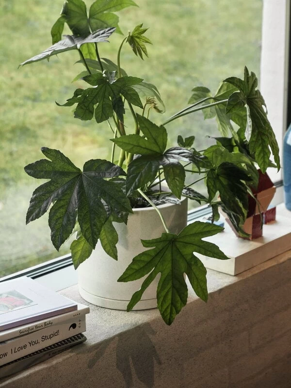 Hay Plant Pot Mit Untersetzer, XXL, Weiß 5 Hay Plant Pot Mit Untersetzer, XXL, Weiß – Bild 3