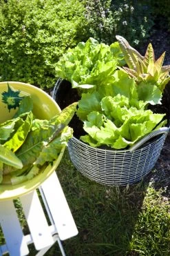 Korbo Planting Bag 24, 3 Stück -Lassen Sie Ihre Gartenmöbel fließen. korbp Classic 24 Lettuce